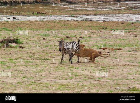 Lion chasing prey hi-res stock photography and images - Alamy