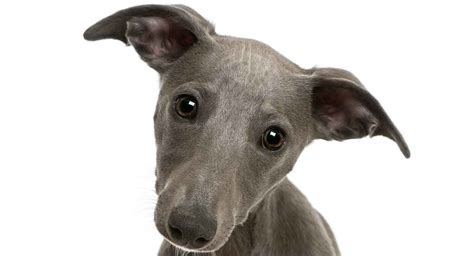 9 Whippet Mixes – Whippet Cross Dogs and Why We Love Them