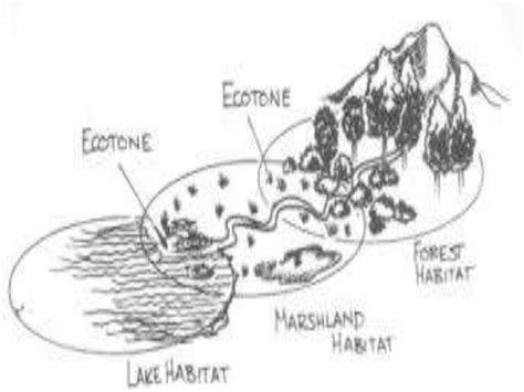 Ecotone and edge effects & ecological succession