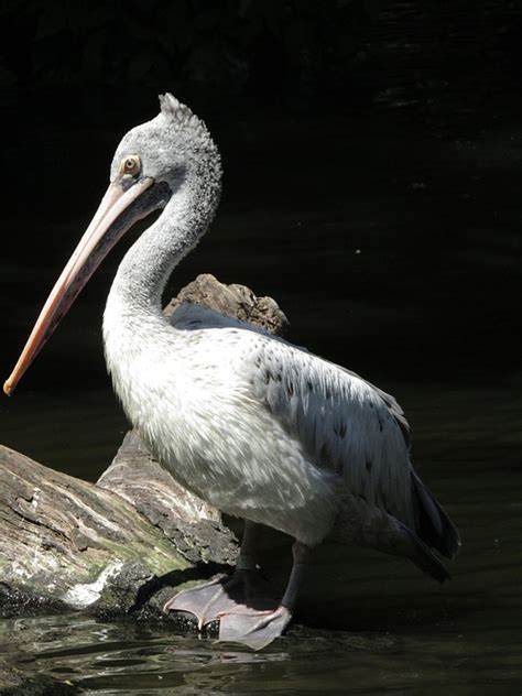 Pelican Beak Good - Free photo on Pixabay - Pixabay