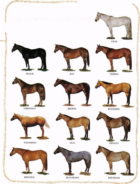 Learning About Horses: Basic Horse Colors