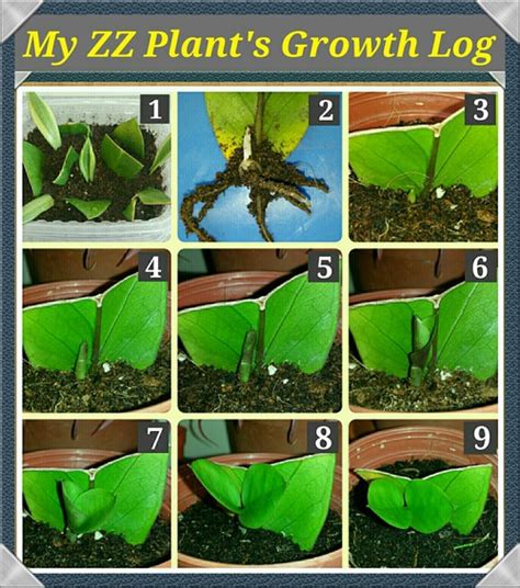 Growth Log of my ZZ Plant Leaf Propagation!