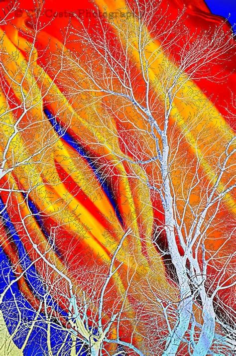 Surreal Tree Art Fine Art Limited Edition Print orange