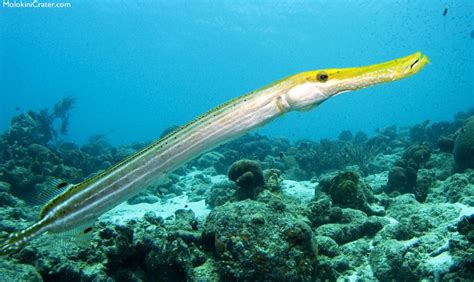 Some Of The Most Common Fish You'll See In Maui Waters