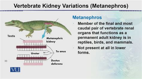 Vertebrate Kidney Variations (Metanephros) | Animal Form & Function 2 (Theory) | ZOO517T ...