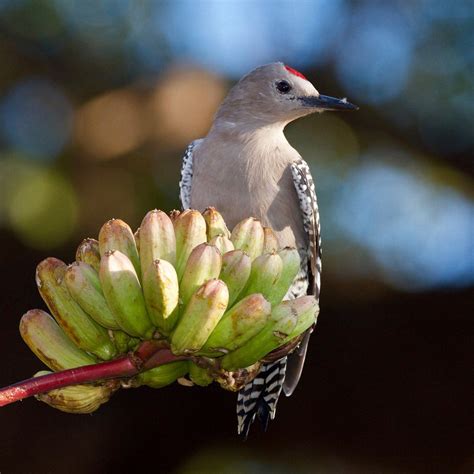 Gila Woodpecker | Audubon Field Guide