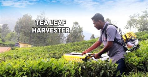 Tea harvester machine operation process and its benefits