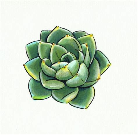 Image result for how to draw succulents step by step | Succulents ...