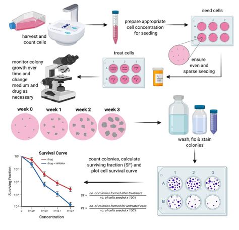 CytoSMART | Clonogenic assay: what, why and how