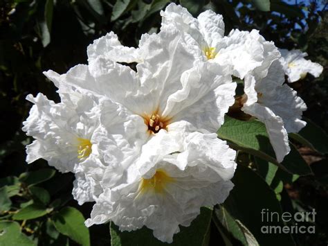 Blooming Wild Texas Olive Tree-ten Photograph by Joney Jackson - Fine Art America