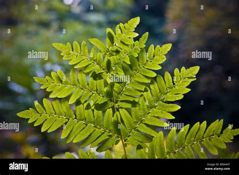 Batsford arboretum autumn Stock Photo - Alamy