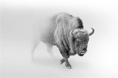 Bison black, white - Wallpaper