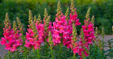 How to Grow and Care for Snapdragon Flowers (Antirrhinum Majus)