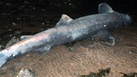 Dead 15ft basking shark washes up in Scotland - BBC News