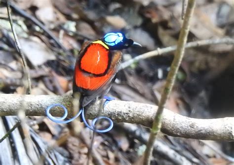 Pictures of the Wilson's bird of paradise