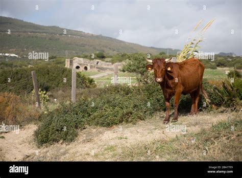 A Brown Corriente Cattle Breed with two horns standing with a hilly ...