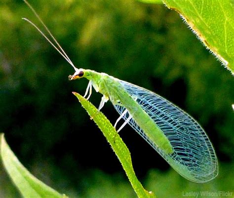 Know your Beneficials: Green Lacewings - Hobby Farms Insect Eggs, Insect Pest, Beneficial Bugs ...