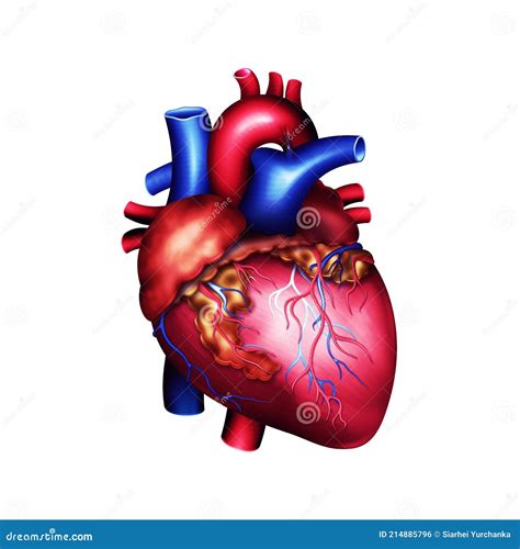 3D Human Heart Cross-Section Model Papercraft Activity | emjmarketing.com