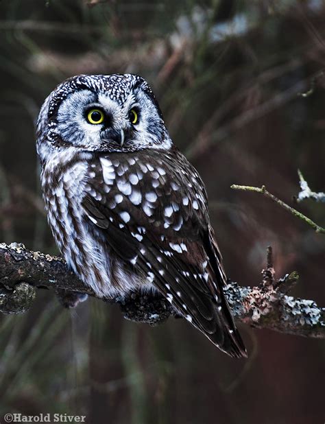 Boreal Owl, Aegolius funereus « Nature Notes