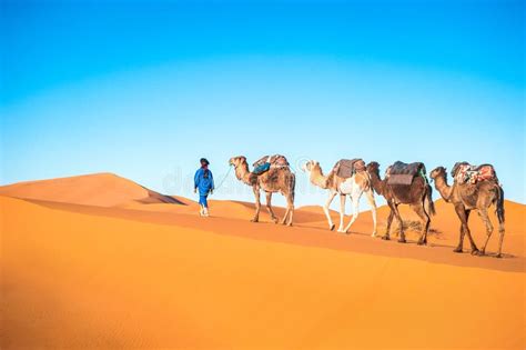 Camel Caravan on the Sahara Stock Photo - Image of camelback, people: 104747074