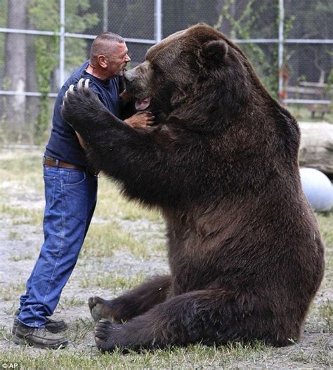 Jimbo the 9ft Kodiak bear still loves a playful hug from his carer | Kodiak bear, Funny animals ...