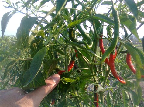 Panduan Lengkap Budidaya Cabe Merah Agar Cepat Berbuah Lebat - Guru Ilmuan