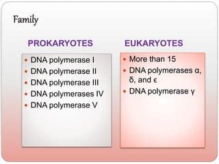 Rna Polymerase In Prokaryotes