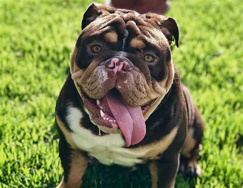 English Bulldog Colors: What's the Best Color for an English Bulldog? - K9 Web