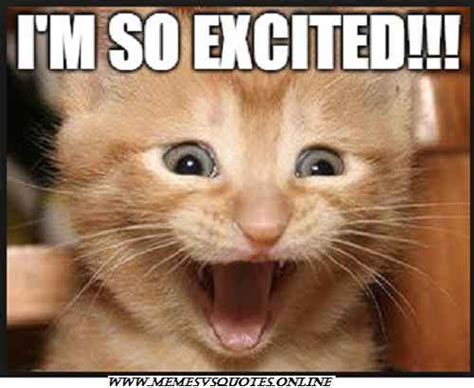 Excited Memes | Excited cat, Funny animal pictures, Cat memes