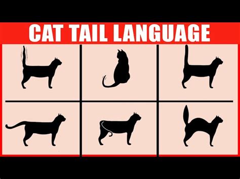 How to Read Your Cat's Tail Language - Cat World News