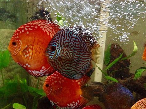 Assorted Premium Discus 10-Pack, Free Shipping Included | Discus.com