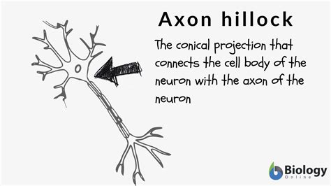 Axon Hillock - Biology Simple