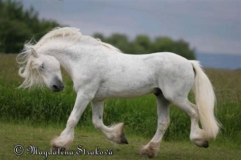 Fell pony | Beautiful Horses | Pinterest