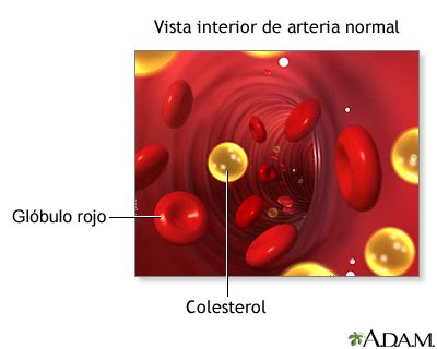 SOLUTION: Fundamento te rico y procedimiento de colesterol - Studypool