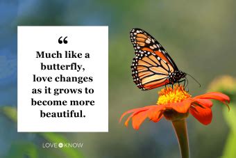 50 Beautiful Butterfly Quotes to Inspire You | LoveToKnow