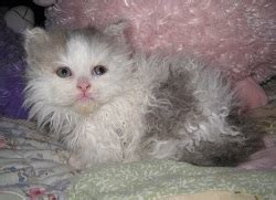 Lambkin Cat Breeders and Information