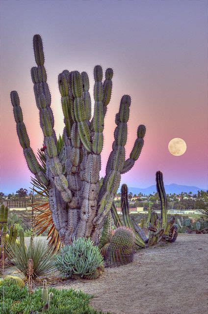 Cactus Garden | Cactus garden, Cactus photography, Outdoor landscape lighting