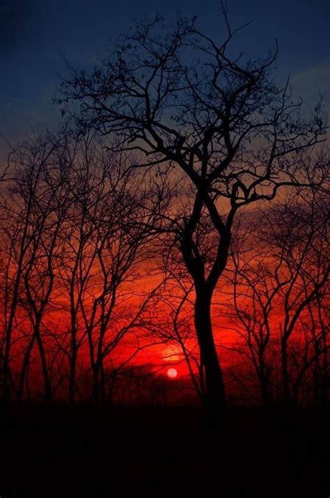 Amazing Nature, Landscape Photography, Nature Photography, Tree Silhouette, Beautiful Sunrise ...