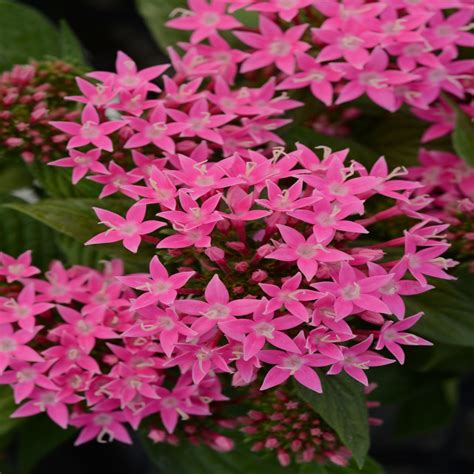 Pentas Lanceolata Lucky Star Pink Egyptian Starcluster | SiteOne