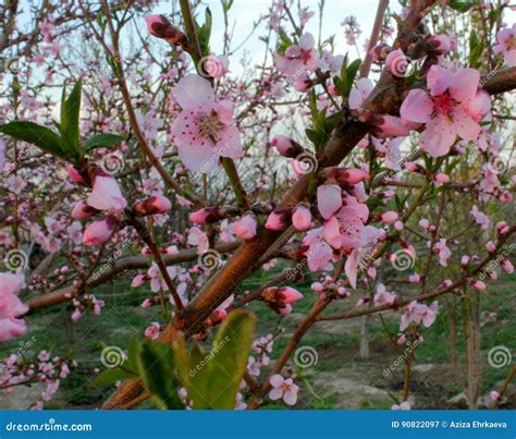 Peach blossoms close-up stock image. Image of spring - 90822097