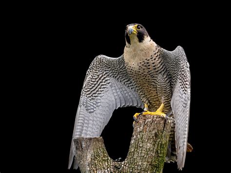 Peregrine Falcon Wallpapers - Wallpaper Cave