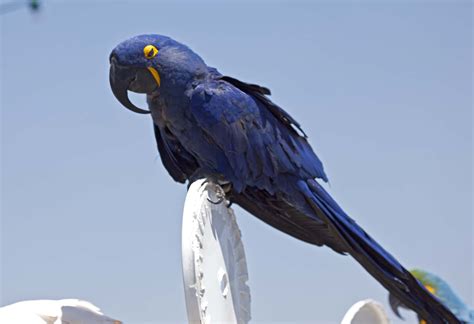 Pictures and information on Hyacinth Macaw