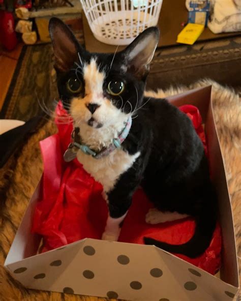 penny enjoying an old christmas box : r/catpics