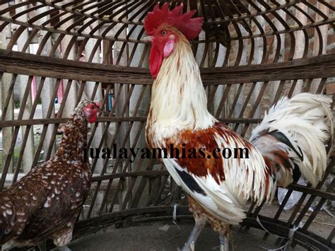 Ayam Ketawa For Sale: How To Take Care The Ornamental Chicken