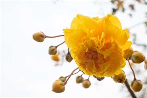 Premium Photo | Yellow silk cotton tree flowers