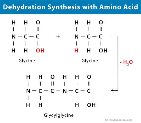 Dehydration Synthesis: Definition, Examples, and Equations