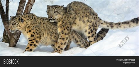 Snow Leopard Large Cat Image & Photo (Free Trial) | Bigstock