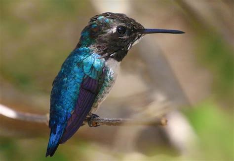 Cuban Bee Hummingbird or Zunzuncito represents Cuba Explorer