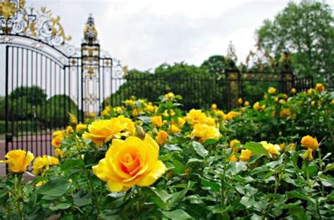 Discover Stunning Rose Gardens: A Perfect Blend of Beauty and Travel