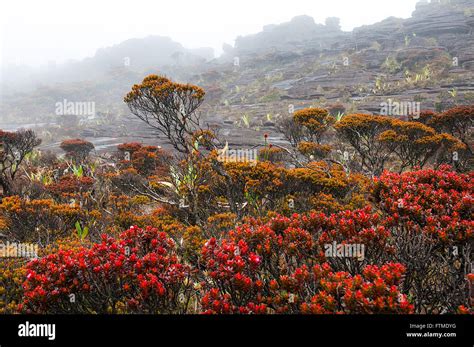 Endemic vegetation of Mount Roraima Stock Photo - Alamy